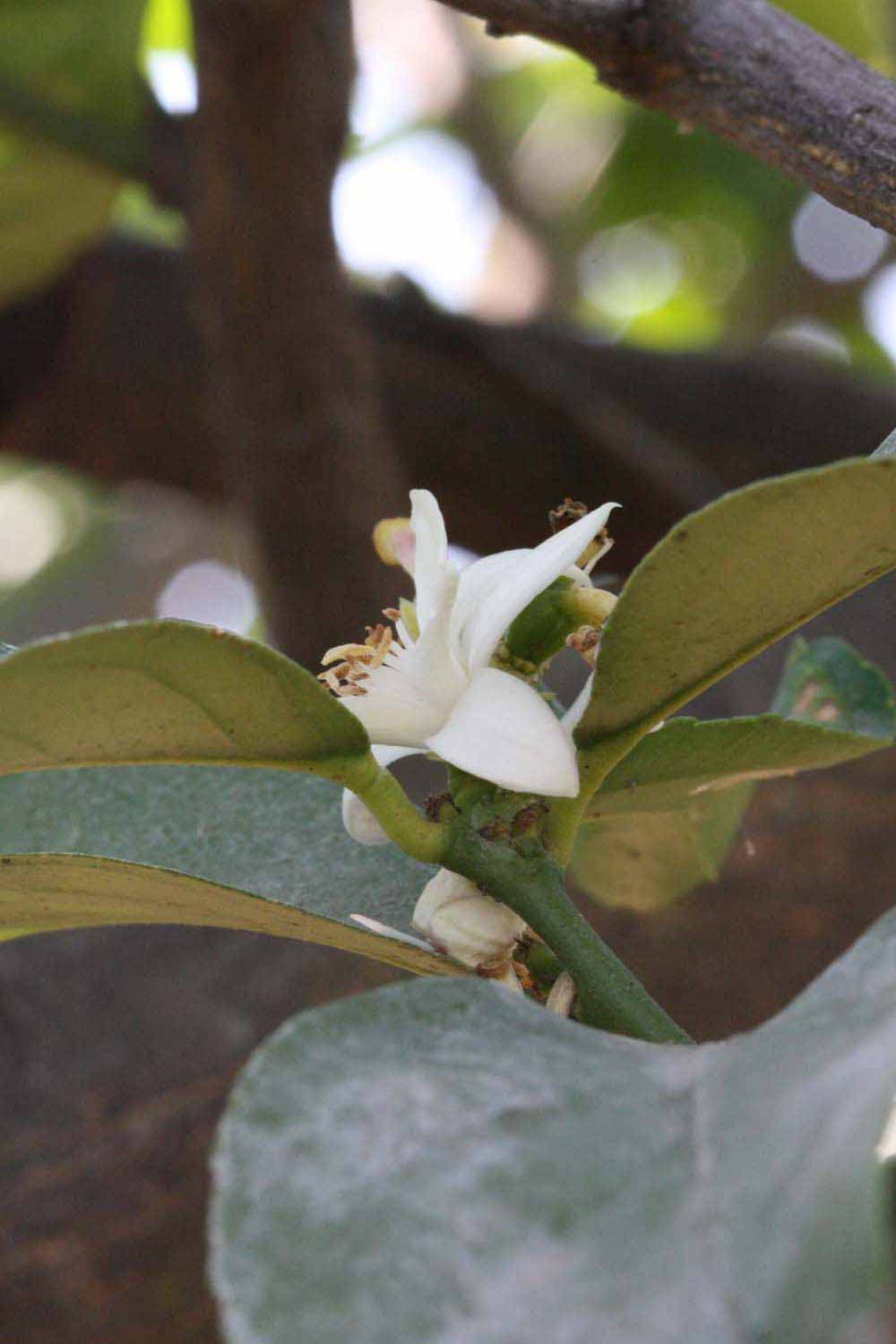              Flower (Riverside, CA)       